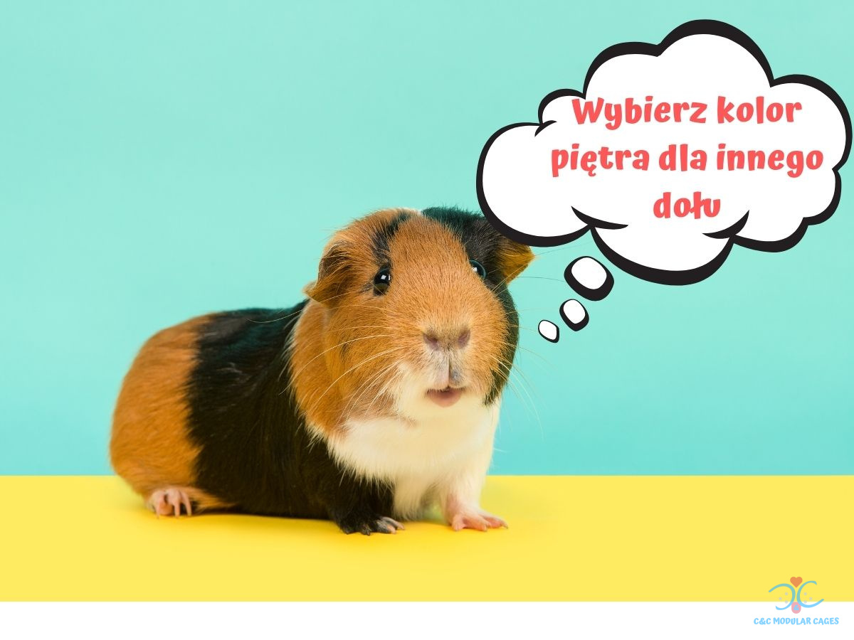 Piętrowa klatka modułowa C&C Cage 3x2 + Piętro 2x1 + Rampa, piętrowa klatka dla świnki morskiej królika Piętrowa klatka modułowa C&C Cage 3x2 + Piętro 2x1 + Rampa, piętrowa klatka dla świnki morskiej królika